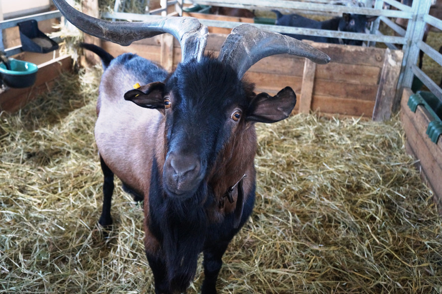 На ферме «Былинкино» содержатся козы альпийской породы, а из их молока делают сыры
