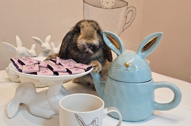 Чаепитие у Мартовского зайца в Музее кролика и зайца