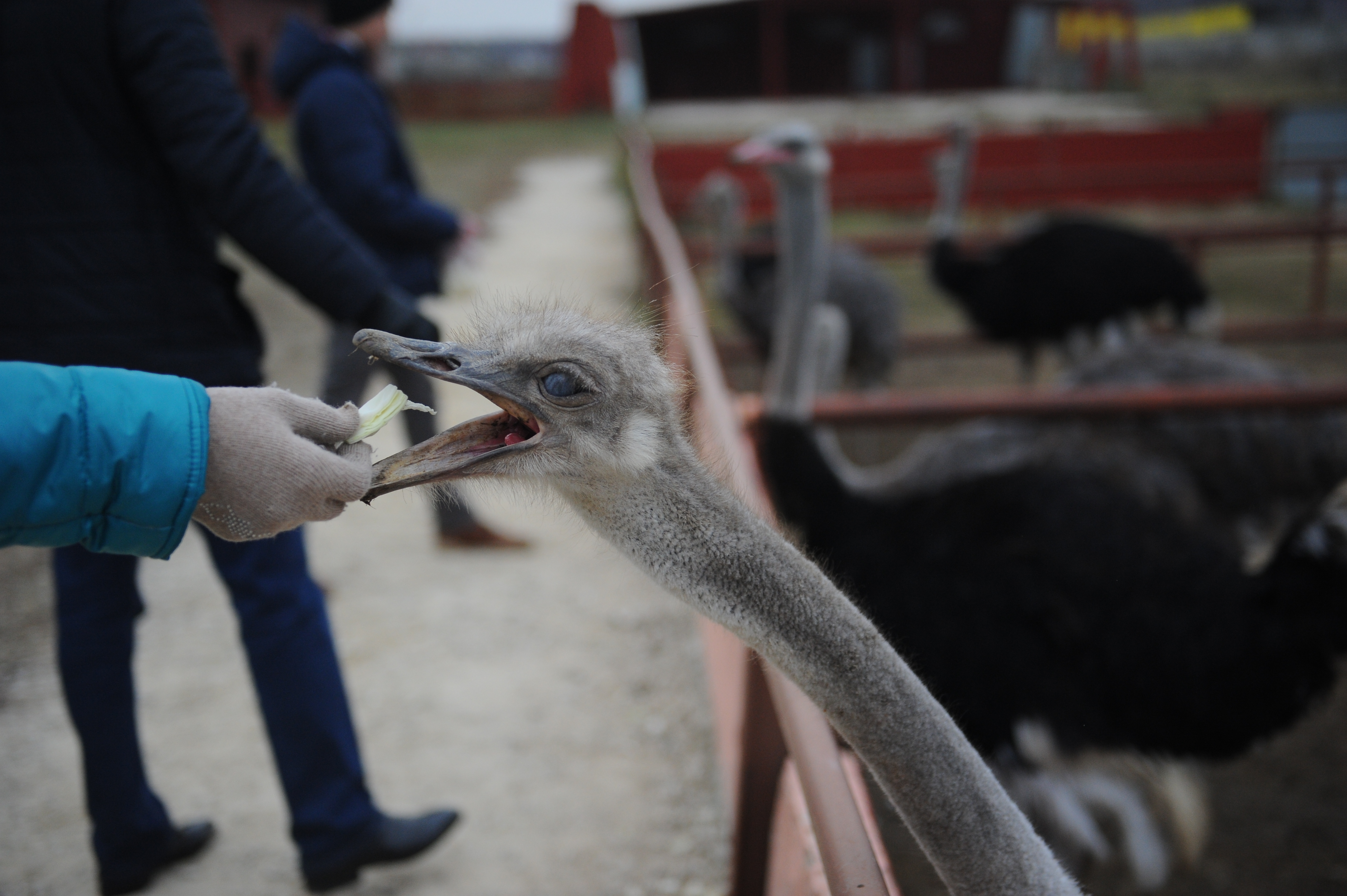 На экскурсии разрешают покормить страусов