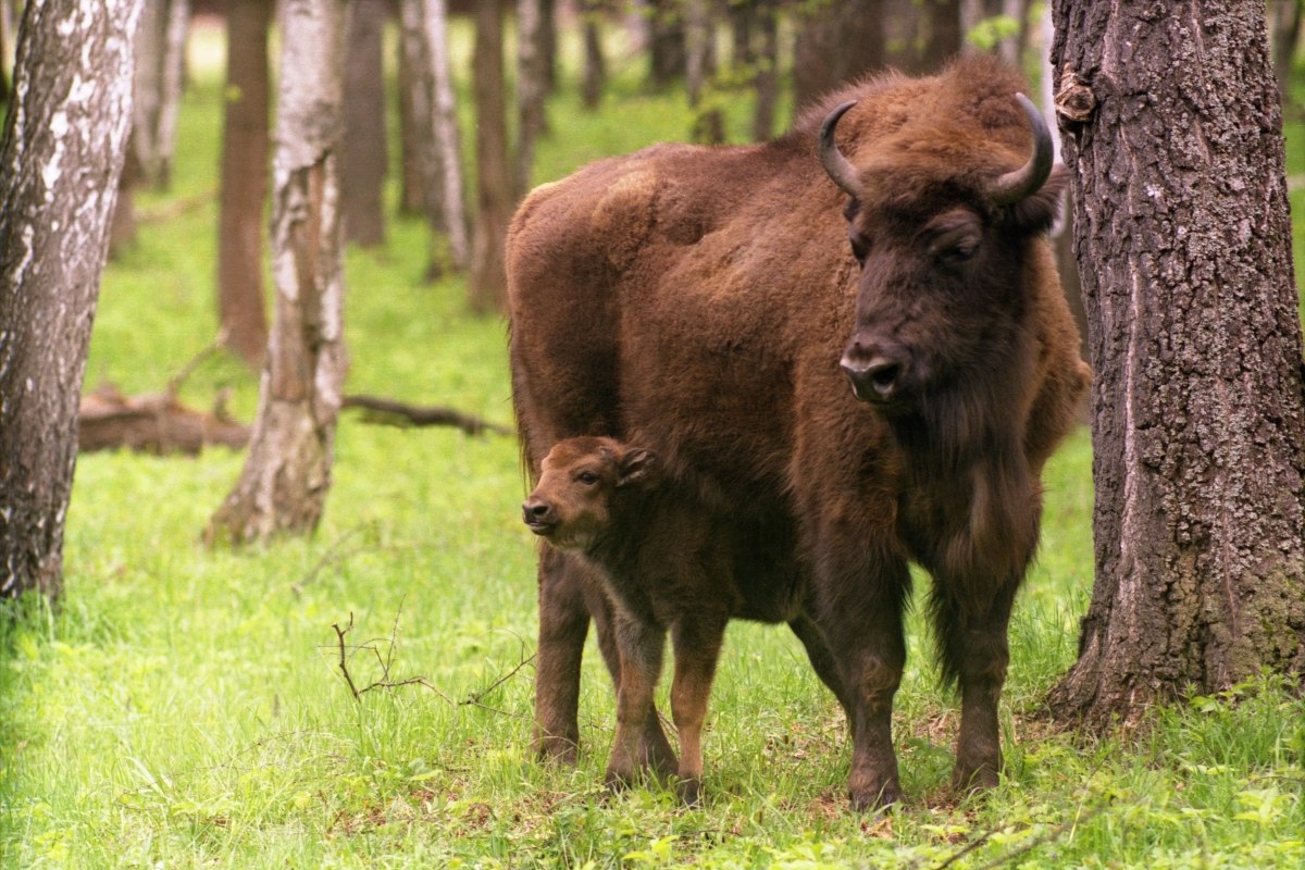 Зубры и бизоны проживают в Приокско-Террасном заповеднике целыми семьями в огромных вольерах