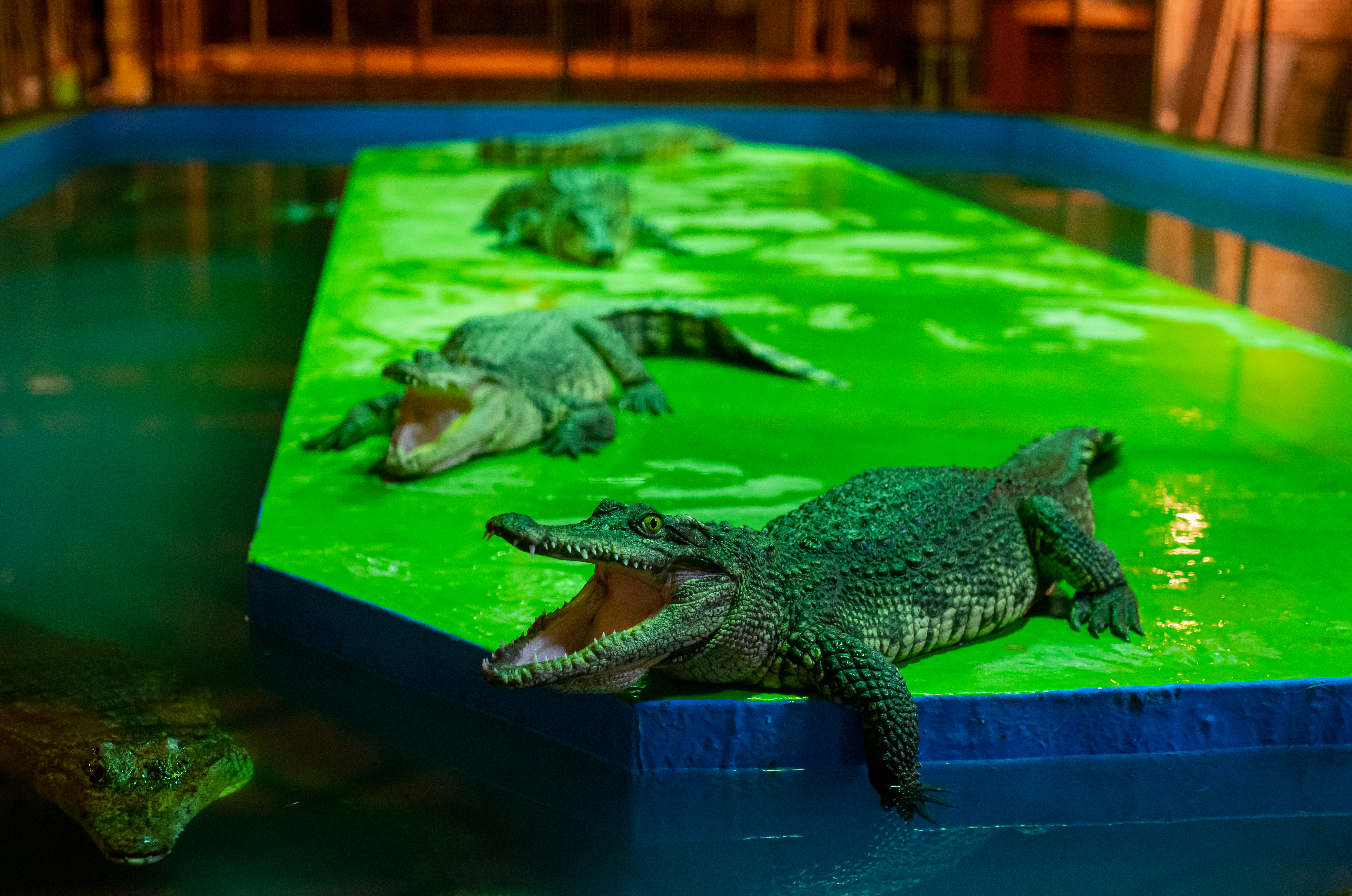Крокодилы на ферме «Экодеревушка» в Коломне