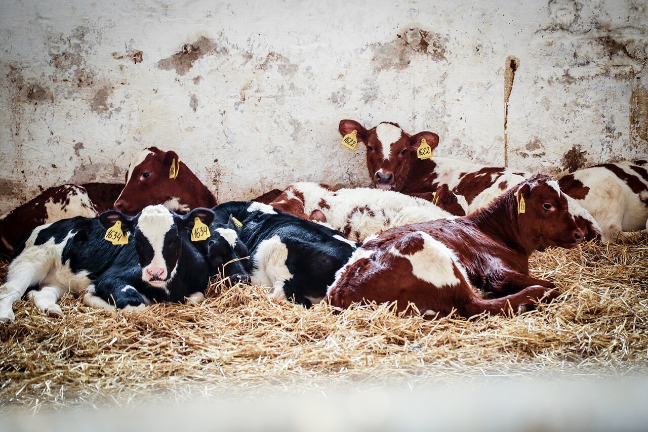 Ферма «Веселая корова» в Раменском округе