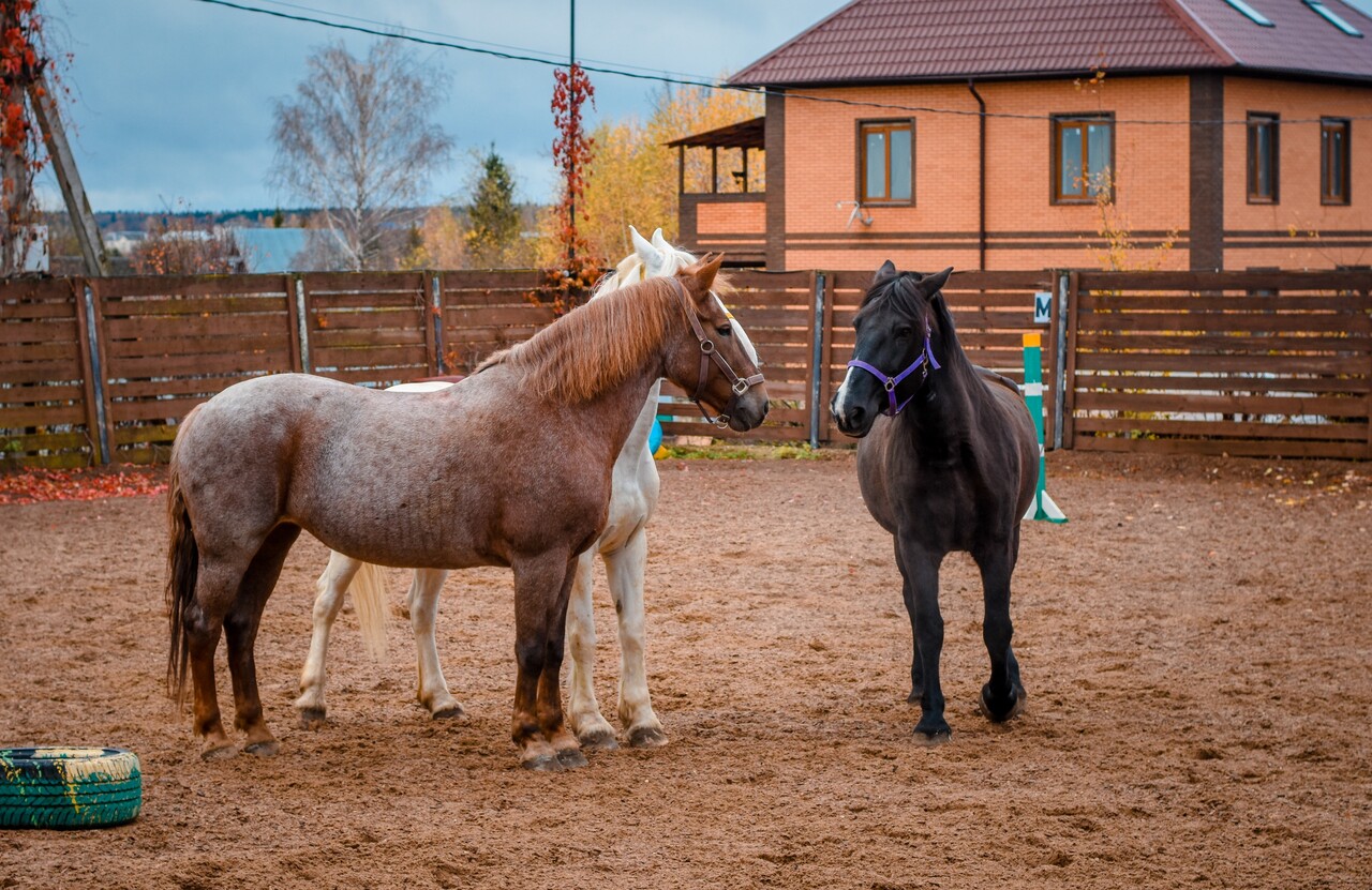 Конный клуб «Игнатовские конюшни» в Дмитрове
