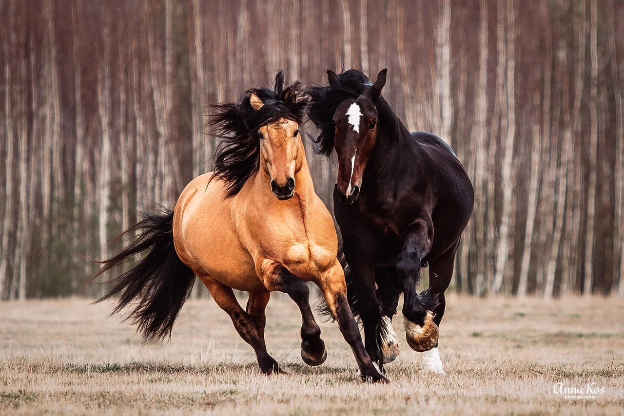 К услугам гостей — аренда лошади для фотосессии, занятия верховой ездой, катание на пони по поводу и конные прогулки