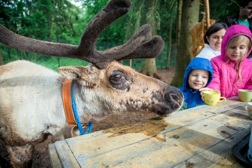 Оленья ферма пушкино тверская область. Оленья ферма zoooleni. Оленья ферма Руза. Оленья ферма в Рузском районе. Ферма оленей в Рузе.