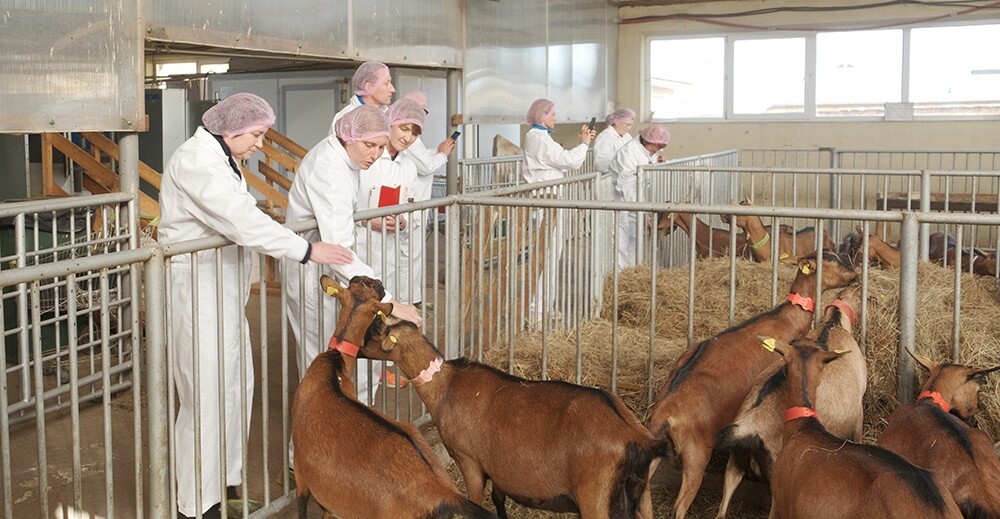 На территории комплекса работает ферма «Альпийские козы»