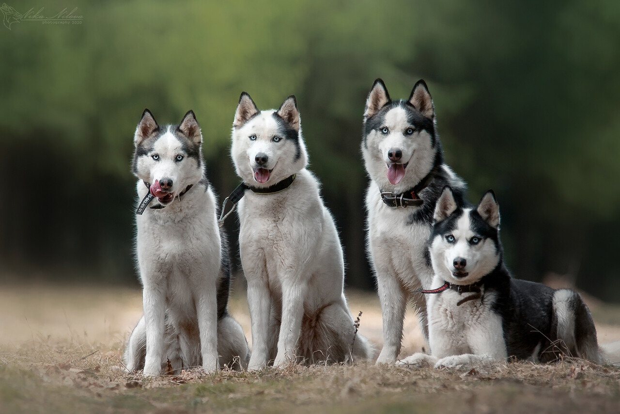 Питомник «Дом Хаски» организует катания на собачьих упряжках, экскурсии и фотосессии