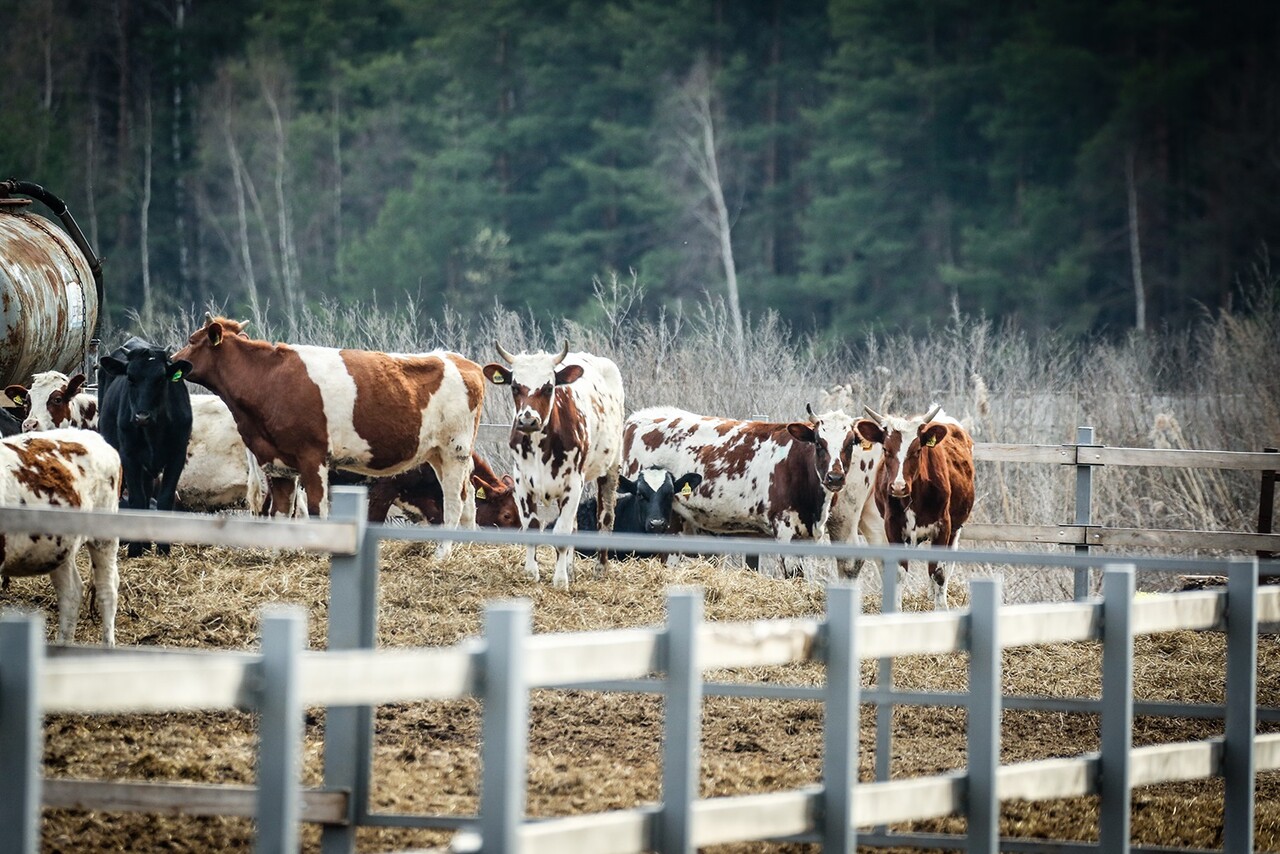 Ферма «Веселая корова» | Путеводитель Подмосковья