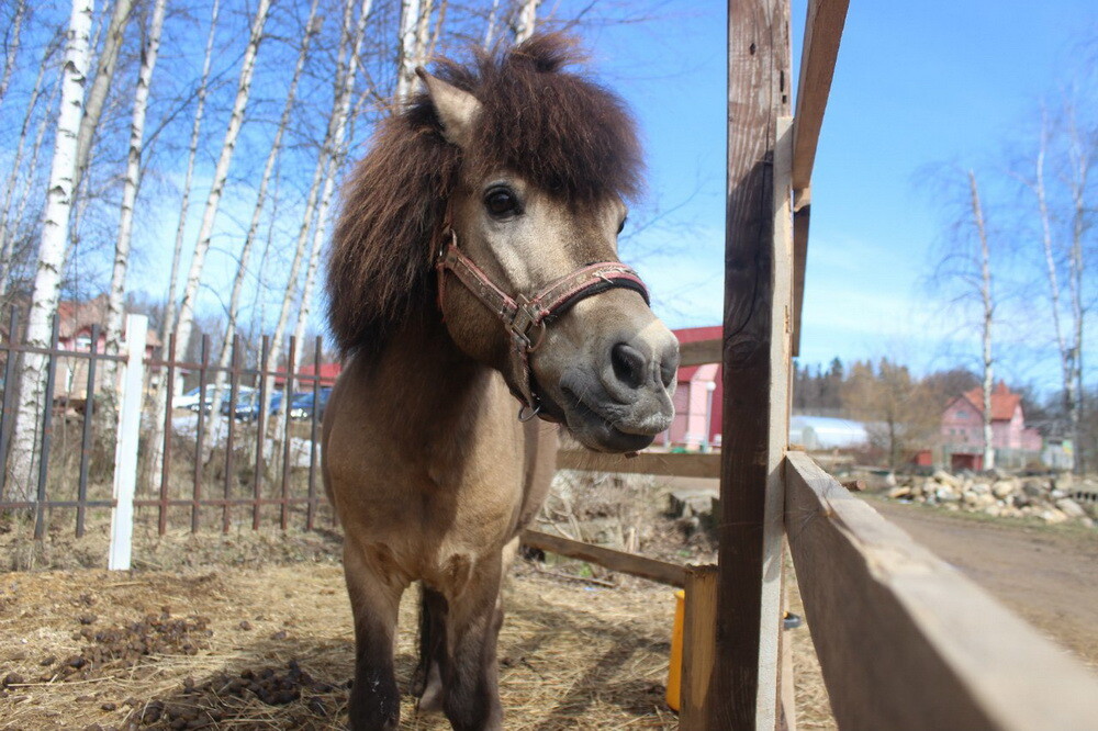 Гости фермы могут покататься на лошадях и пообщаться с домашними животными