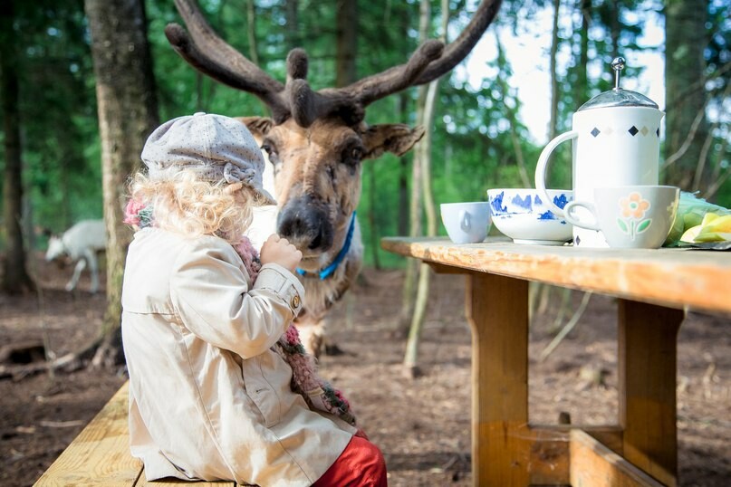 Необычное чаепитие в лесу проходит в компании рогатых местных жителей