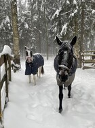 Конный клуб «Релакс»