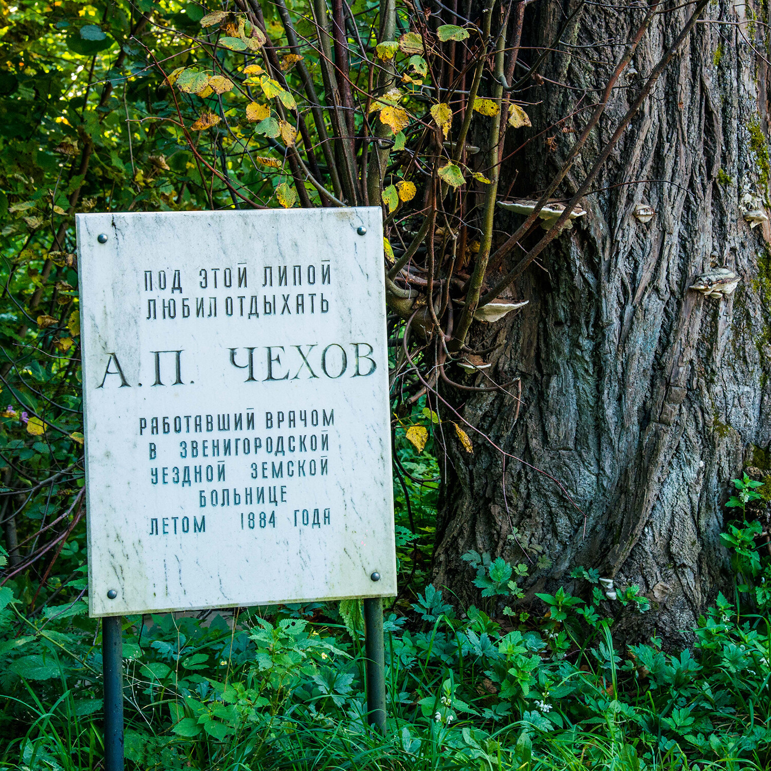 Здесь был чехов звенигород. Липа Чехова в Звенигороде. Чеховская липа в Звенигороде. Пень Чехова в Звенигороде. Чехов под липой.