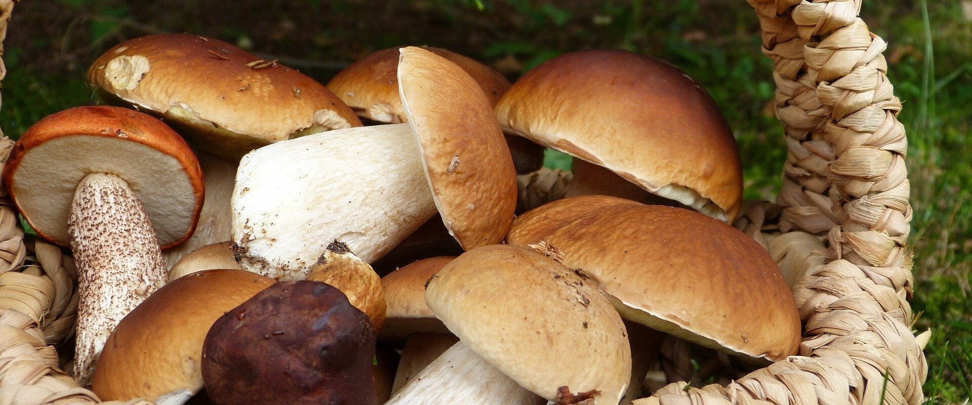 разновидности белых грибов с фото и названиями