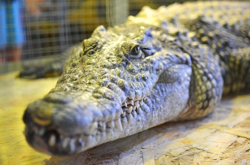 Крокодил на ферме «ЭкоДеревушка»