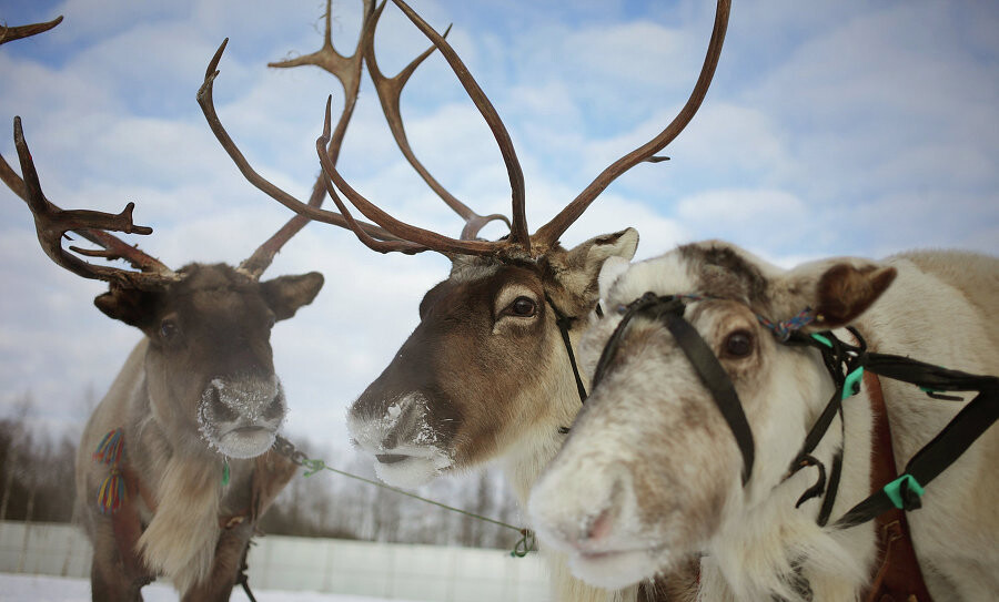 Где покататься на хаски и оленях в Подмосковье: 10 мест, которые подарят новогоднее настроение