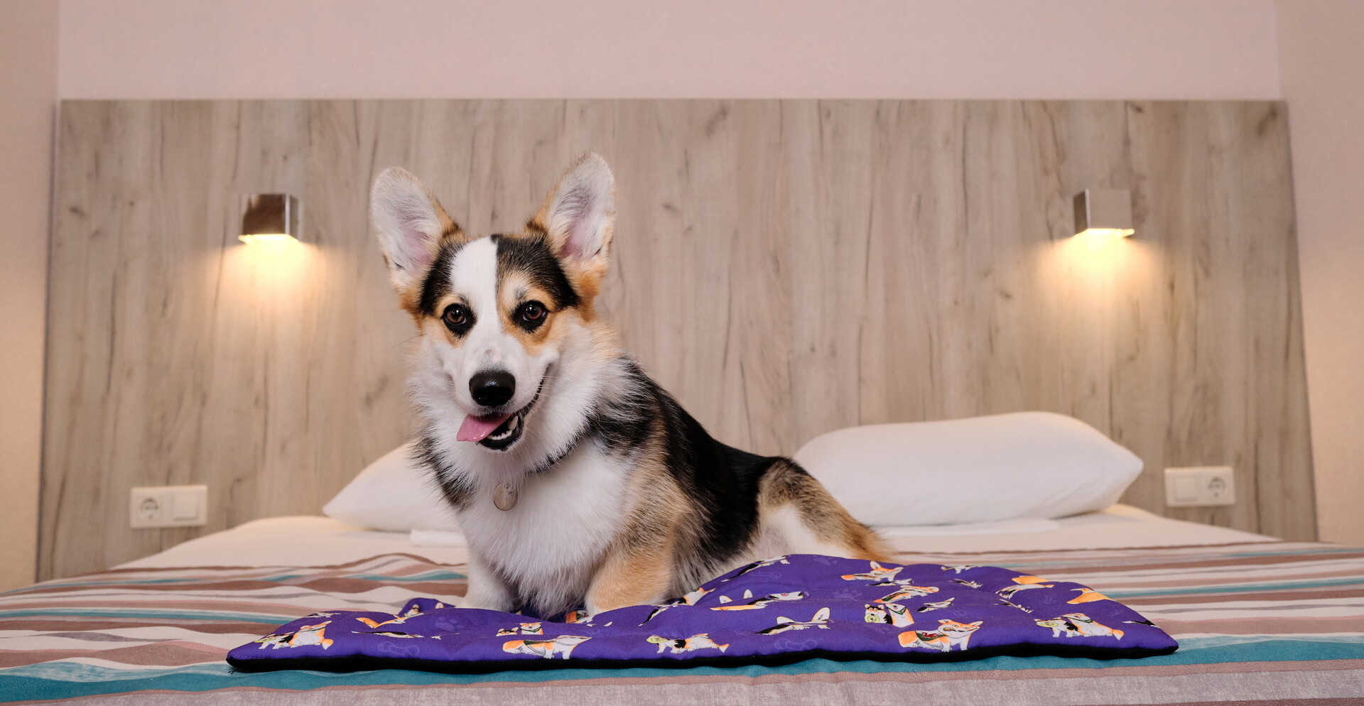 Dog-friendly отели Подмосковья, где можно отдохнуть с четвероногим другом