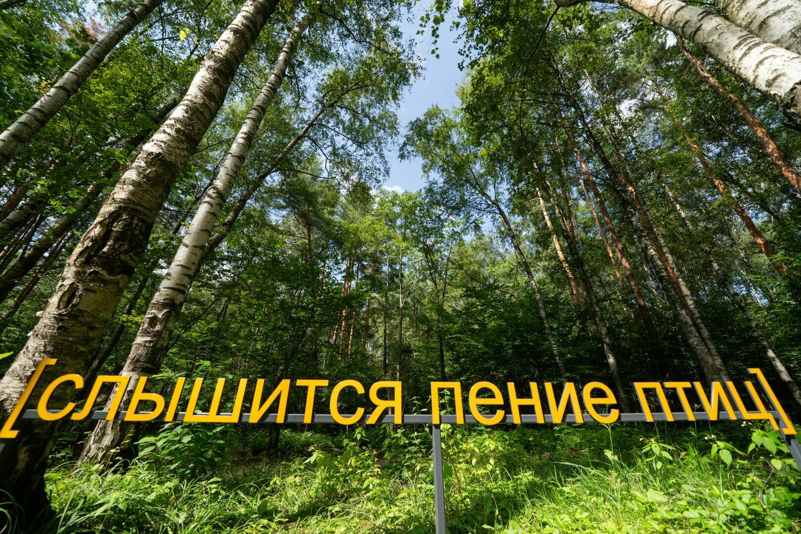 Глоток свежего воздуха: гид по лучшим местам Подмосковья для перезагрузки на природе