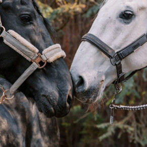 Конный клуб Few Horses