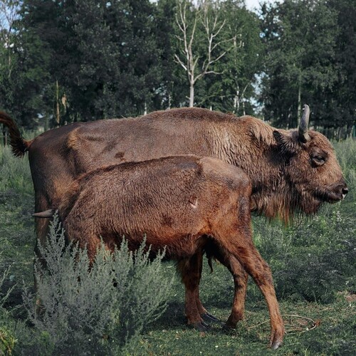 На ферме «Горки» пополнение: родились бизон и як