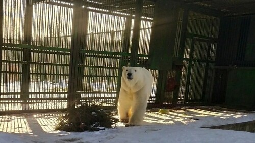 Пургу доставили в Подмосковье в рамках программы по формированию и сохранению искусственной популяции белого медведя