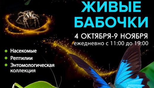 Выставка «Чудеса тропиков. Живые бабочки»