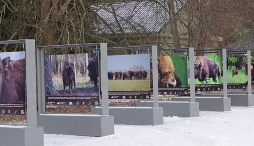 Фотовыставка под открытым небом «Дневник зубра»