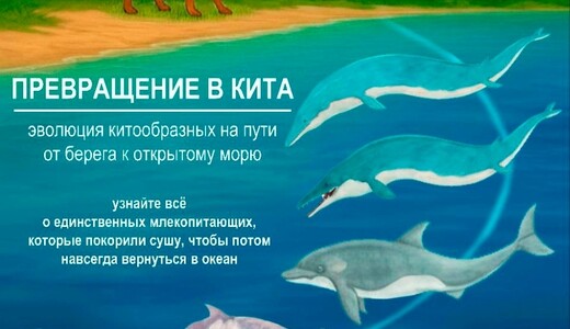 Палеонтологическая выставка «Превращение в кита»