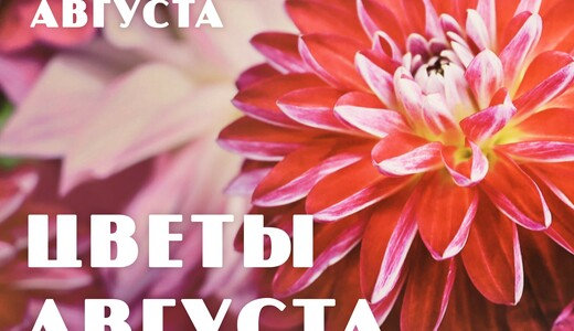 Выставка «Цветы августа»