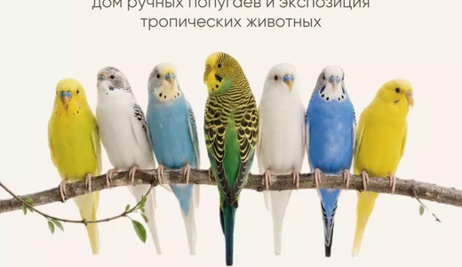 Тропикарий «Попугайня» в Коломне