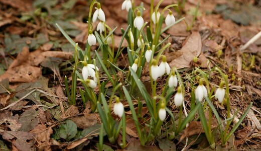 Концерт «Весенние трели»