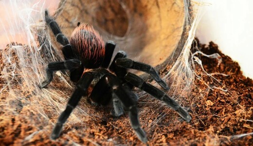 Выставка «Планета пауков»