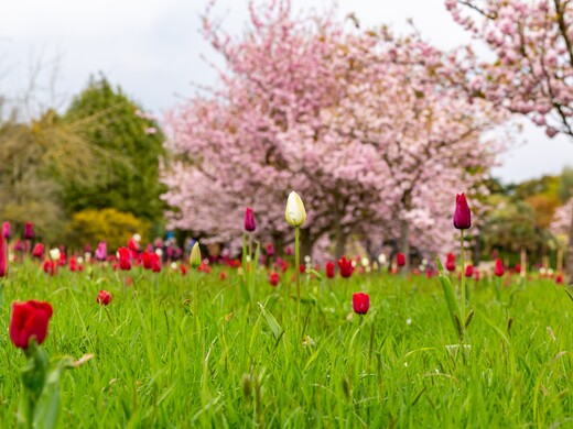Куда поехать на майские праздники 2025 в Подмосковье: 40 идей
