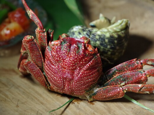 Лучшие рестораны Подмосковья с авторской и экзотической кухней