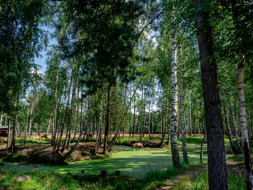 Лучшие национальные парки и заповедники Подмосковья