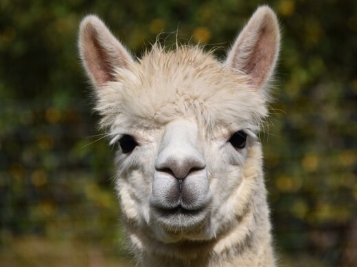 Трогать разрешается