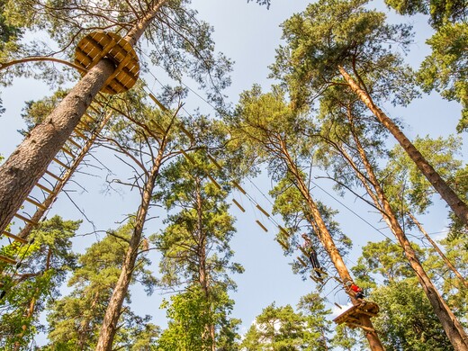 Приключение для всей семьи: в какие верёвочные парки Подмосковья отправиться этим летом