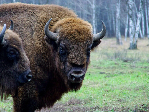 Селфи с журавлем и зубром