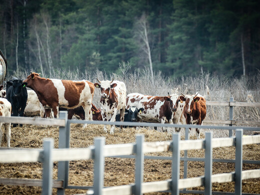 Топ-15 экскурсий на фермерские хозяйства Подмосковья