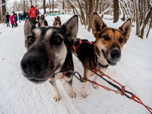 Хаски, олени, альпаки и зубры: зимние экскурсии на фермы и в заповедники Подмосковья