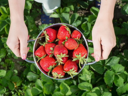 Где в Подмосковье обучиться пчеловодству, продегустировать сыры и собрать ягоды: необычные программы агротуризма