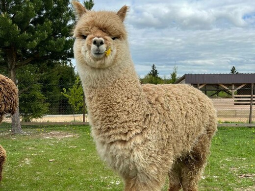 Экотуризм в Подмосковье: топ-7 ферм для отдыха на природе