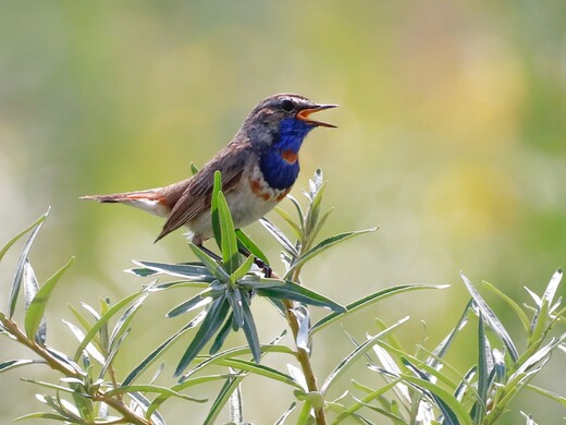 Бёрдвотчинг в Подмосковье: где наблюдать за птицами летом