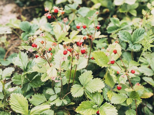 Карта ягодных мест Подмосковья: где собирать землянику, малину и чернику 