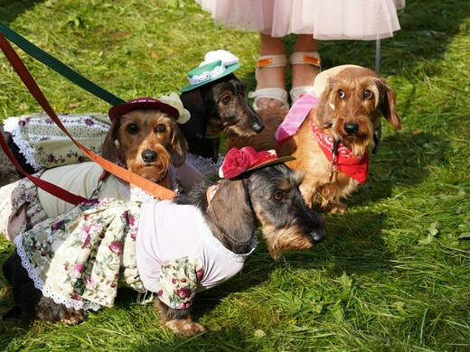 Веселые игры, конкурсы и модное дефиле собак: как пройдет фестиваль «Таксы Чехова – 2024»