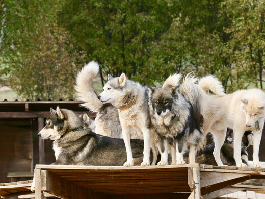 По Подмосковью на хаски: лучшие питомники ездовых собак