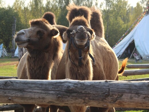 Чем заняться в этнопарке «Кочевник»: покататься на верблюде, пожить в юрте, пострелять из лука