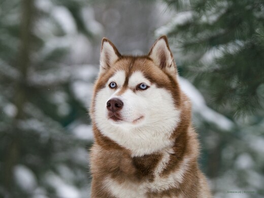 Где покататься на хаски и оленях в Подмосковье: 13 мест, которые подарят зимнее настроение