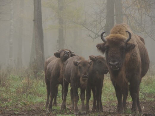 Приокско-Террасный заповедник в Серпухове: знакомство с зубрами, прогулки по лесу и квесты для детей