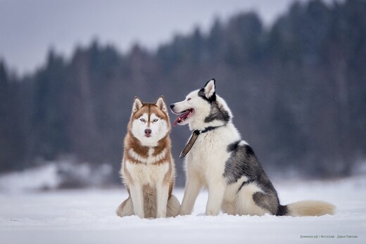 Питомник «Дом Хаски»