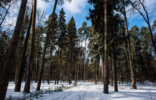 Парк «Волхонка»